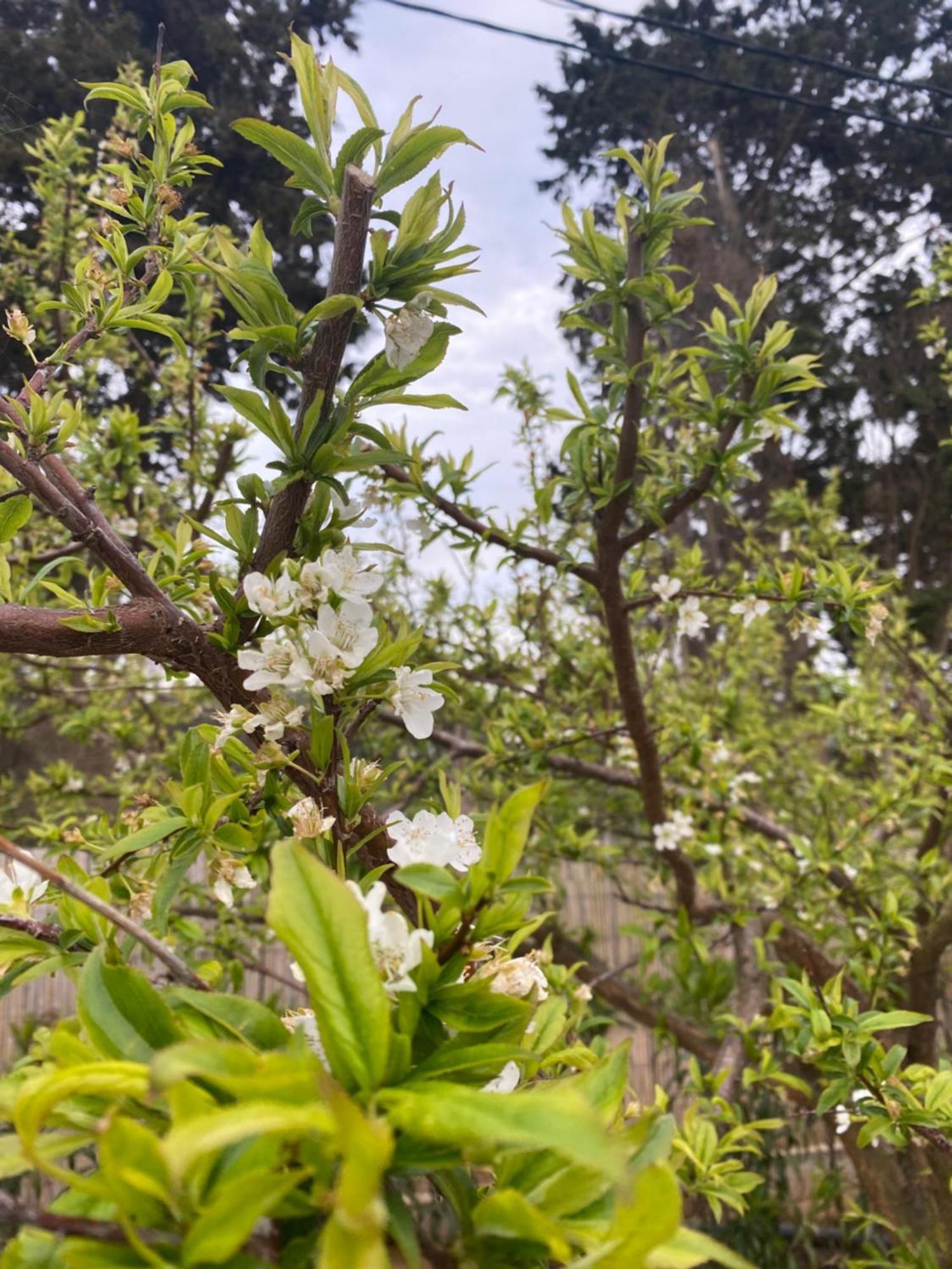 פרבזה Theluxuryvillas מראה חיצוני תמונה